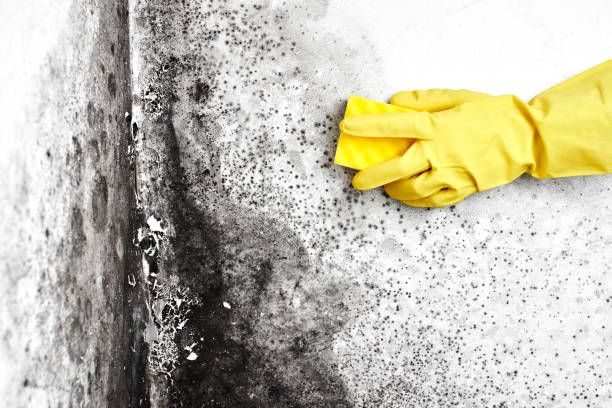 Reliable Bear Creek, AK Mold Removal Solutions