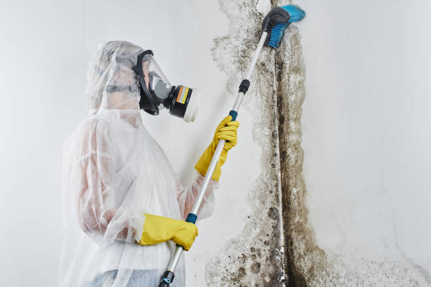 Best Certified Mold Removal  in Bear Creek, AK