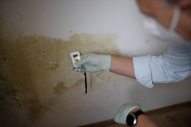 Certified Mold Removal in Bear Creek, AK