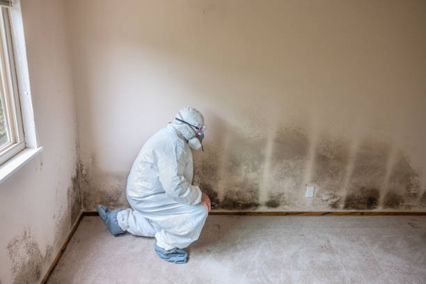 Best Fast Mold Removal  in Bear Creek, AK