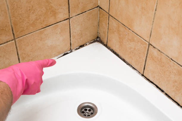 Best Mold Damage Repair  in Bear Creek, AK